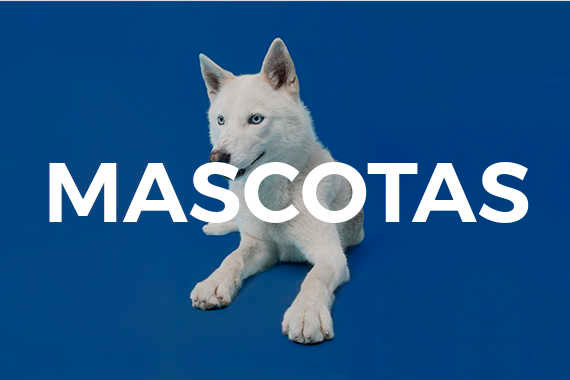 Comparador de seguros de mascotas